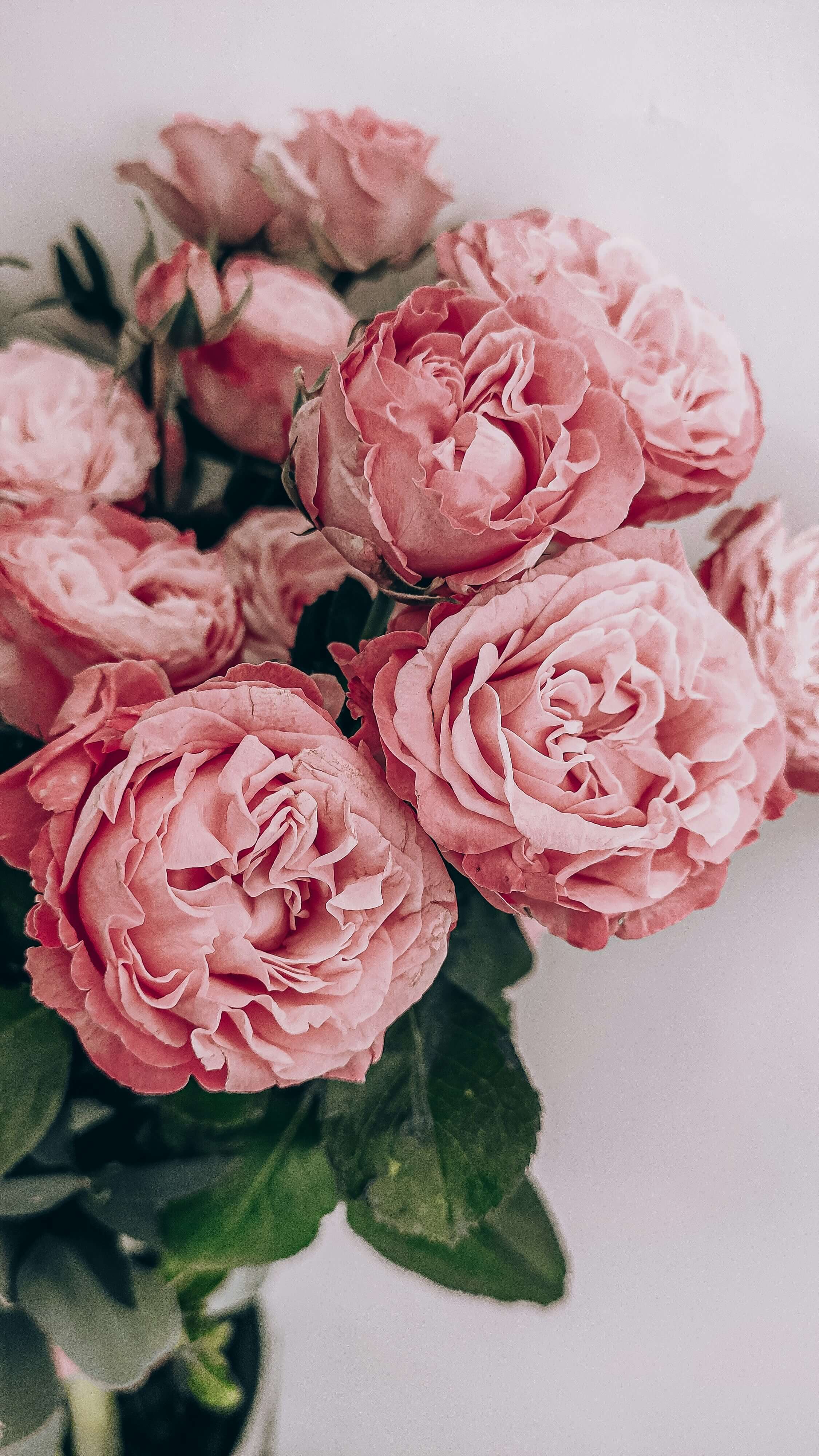 Пионовидные розы Premium Pink